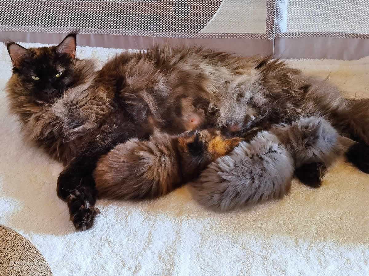 XXL Maine Coon Katze Anna mit Babys
