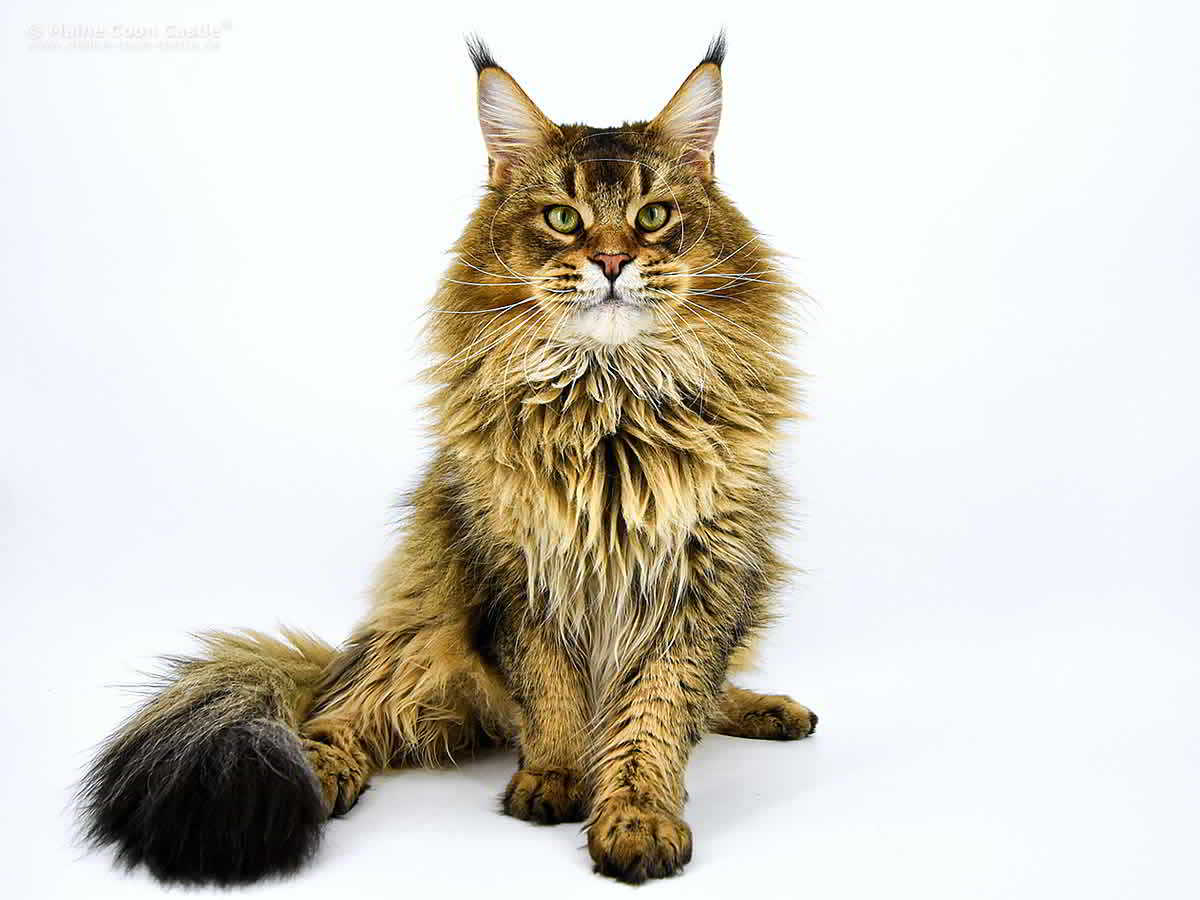 . slijm Stap Maine Coon Kater Cobe of Maine Coon Castle ⋆ MCO Breed