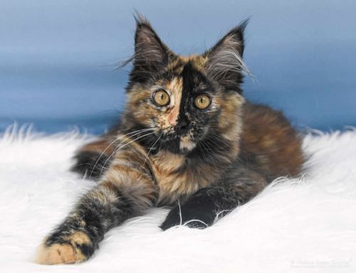 Samantha of Maine Coon Castle