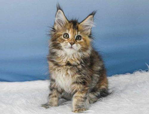 Valentina of Maine Coon Castle