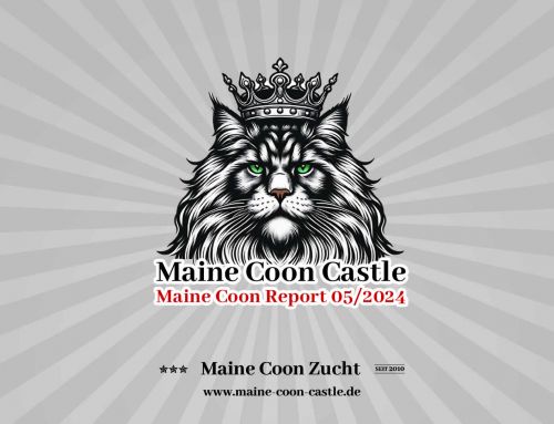 Maine Coon Report 05/2024