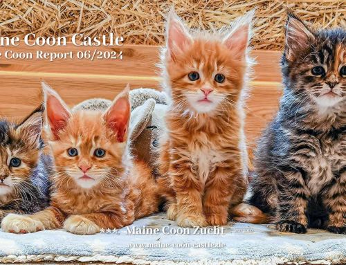Maine Coon Report 06/2024