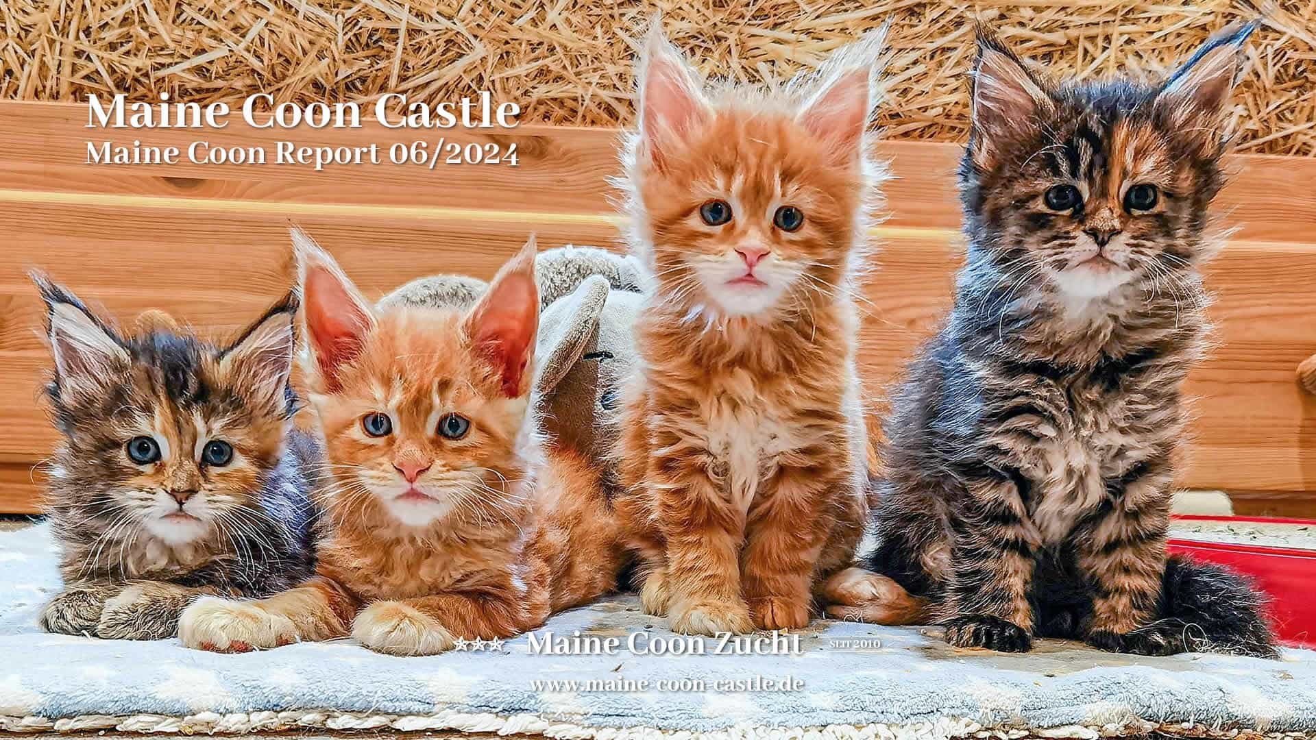 Maine Coon Report - Maine Coon Blog - Maine Coon News
