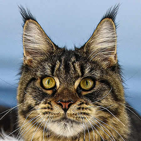 Maine Coon Katze Lisa of Maine Coon Castle