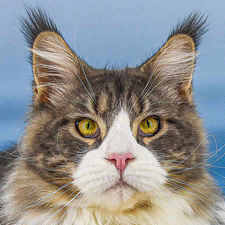 XXL Maine Coon Kater Max of Maine Coon Castle